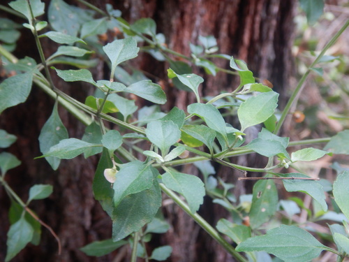 Prostanthera melissifolia, photograph 4
