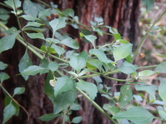 Prostanthera melissifolia, photograph (c) Bryce Watts-Parker, some rights reserved (CC BY)
