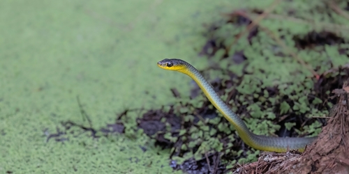 Common Tree Snake sighting