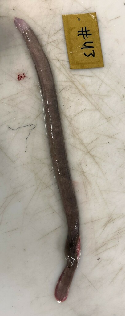 Jespersen's Hagfish