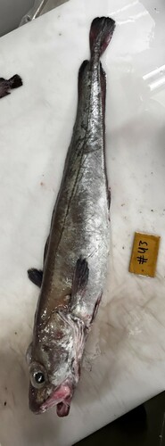Foto de Maruca azul (Molva dypterygia)