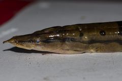 Mastacembelus armatus