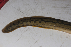 Mastacembelus armatus