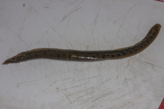 Mastacembelus armatus