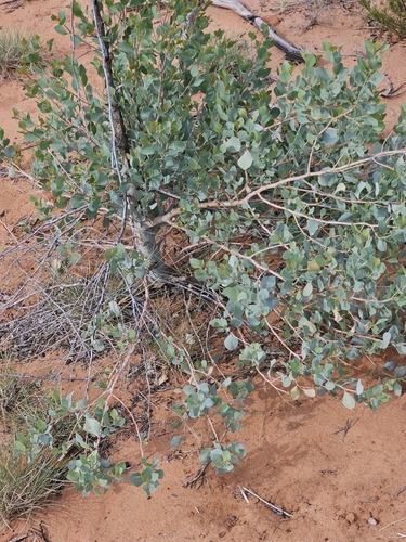 Codonocarpus cotinifolius (Codonocarpus cotinifolius)