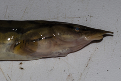 Mastacembelus armatus