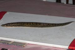 Mastacembelus armatus