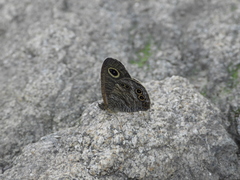 Ypthima argus