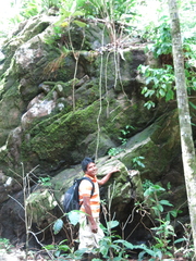 Costus comosus