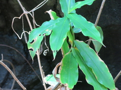 Costus comosus