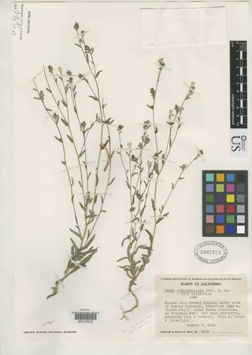 Shasta tarweed (Madia citrigracilis)
