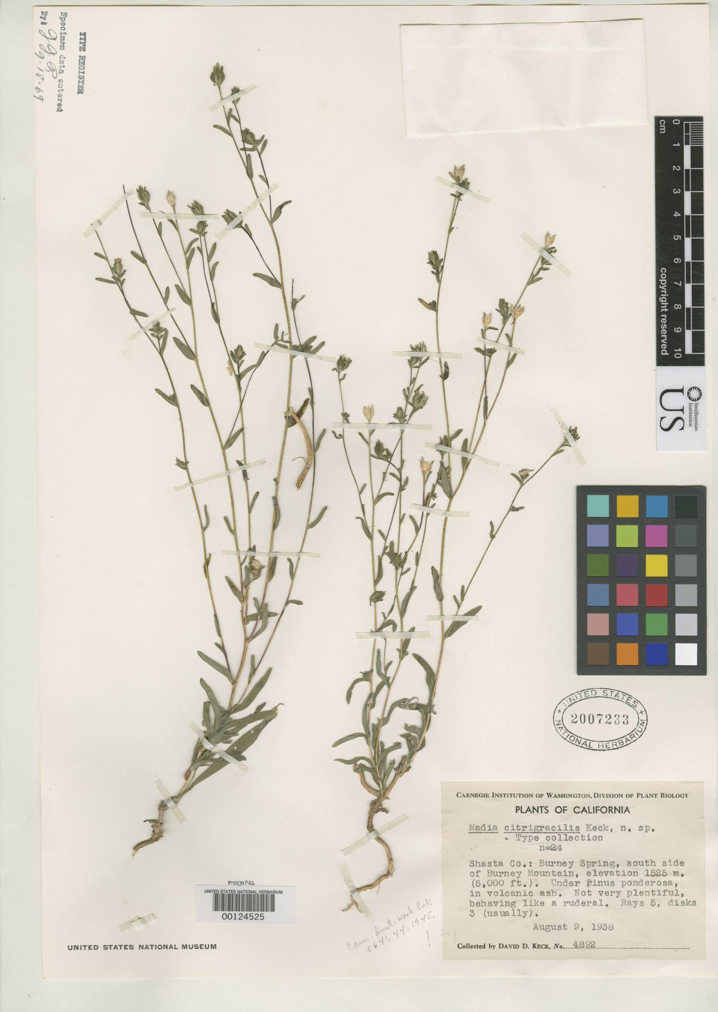 Madia citrigracilis