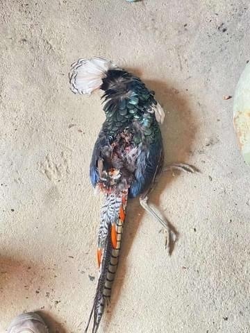 Lady Amherst's Pheasant