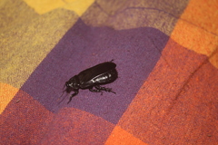 Panesthiinae