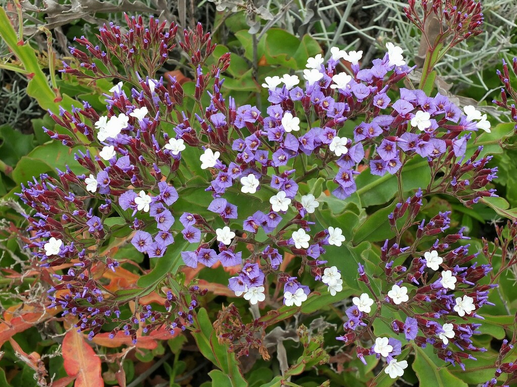 Limonium imbricatum