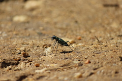 Cosmodela barmanica