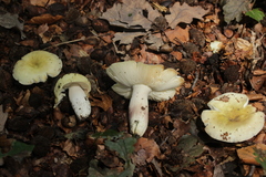 Russula violeipes