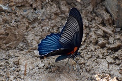 Papilio memnon
