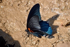 Papilio memnon