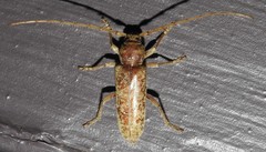 Enaphalodes rufulus