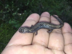 Pseudoeurycea leprosa