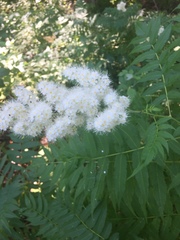Sorbaria sorbifolia