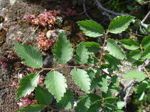 Sicilian zelkova (Zelkova sicula)