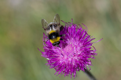 Carduus defloratus