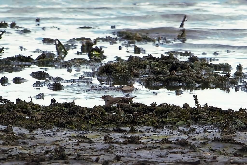 Quailfinch (Ortygospiza atricollis), photo 8