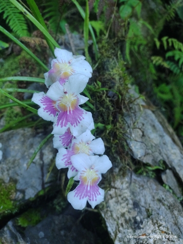 Foto de Orquídea Amor-perfeito