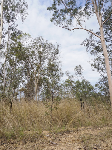 Grevillea banksii
