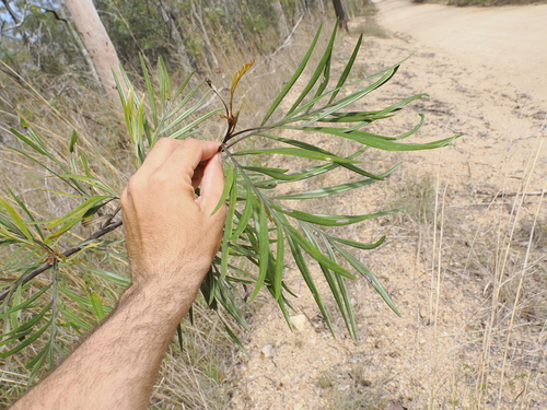Grevillea banksii