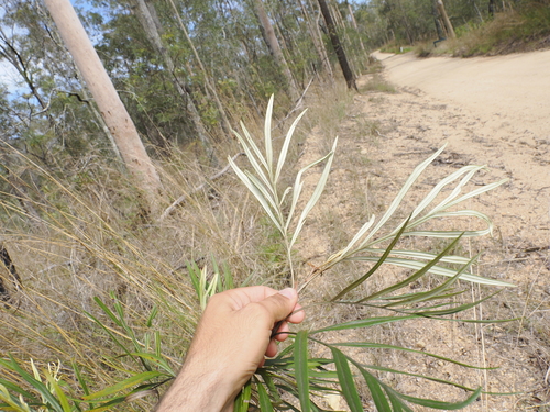 Grevillea banksii
