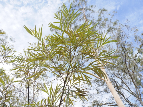 Grevillea banksii