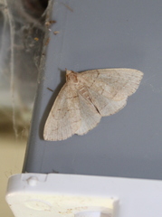 Zanclognatha pedipilalis