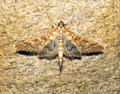 Epipagis fenestralis