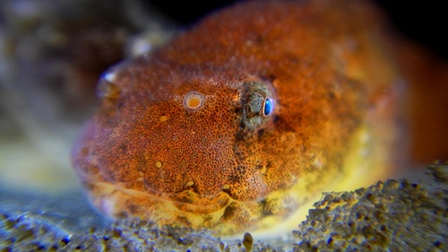 Montagu's seasnail (Liparis montagui) — Liparidae — 2