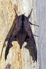 Morwennius decoratus