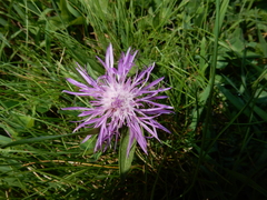 Centaurea stoebe australis