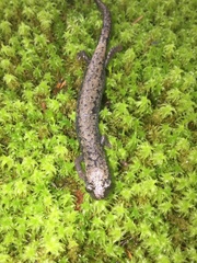 Pseudoeurycea leprosa