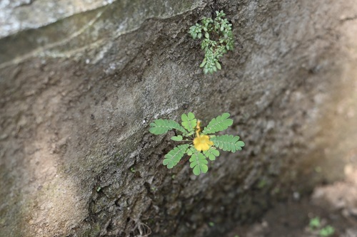 Image of Biophytum sensitivum by (c) Stephanie Tran, some rights reserved (CC BY)
