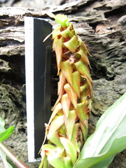 Costus comosus