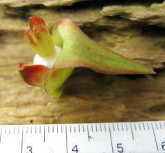 Costus comosus