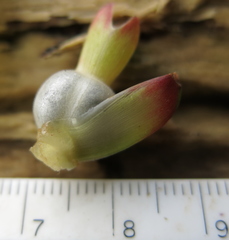 Costus comosus