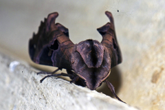Morwennius decoratus