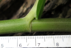Costus comosus
