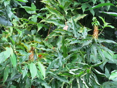 Costus comosus