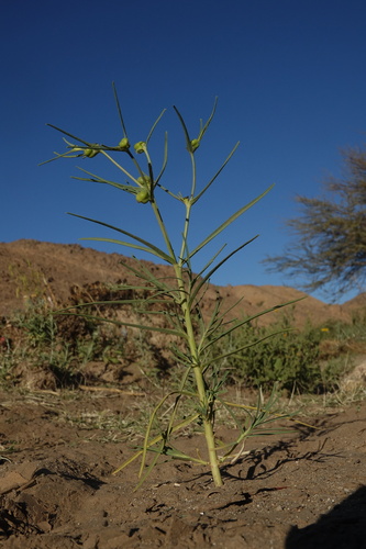 Euphorbia calyptrata