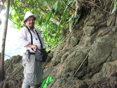 Costus comosus