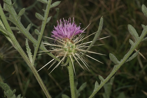 Centaurea pungens